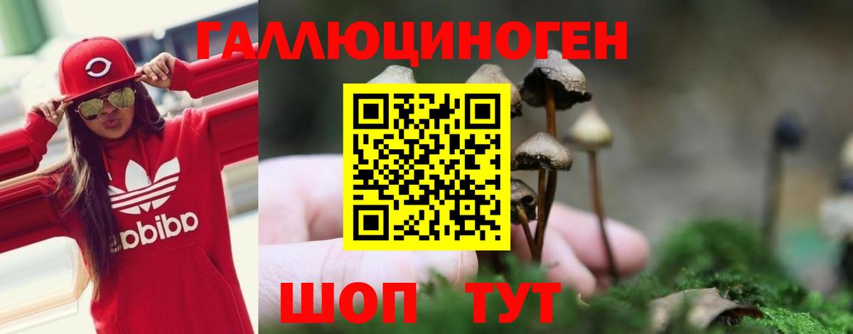 Баксан  Галлюциногенные грибы прущие грибы  Вход с VPN 